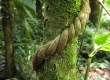 Foret Amazonienne