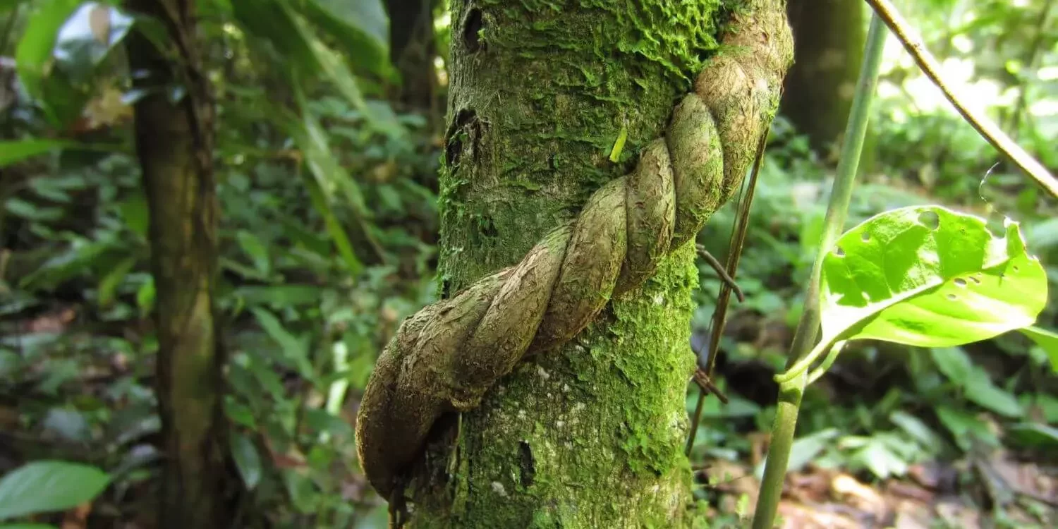 foret-amazonienne Foret Amazonienne