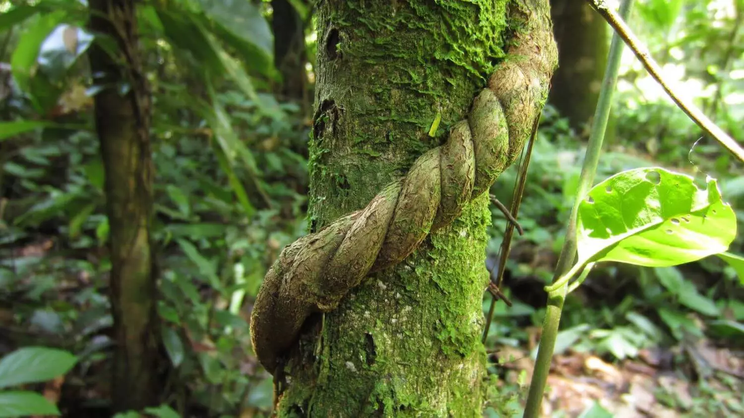 Foret Amazonienne