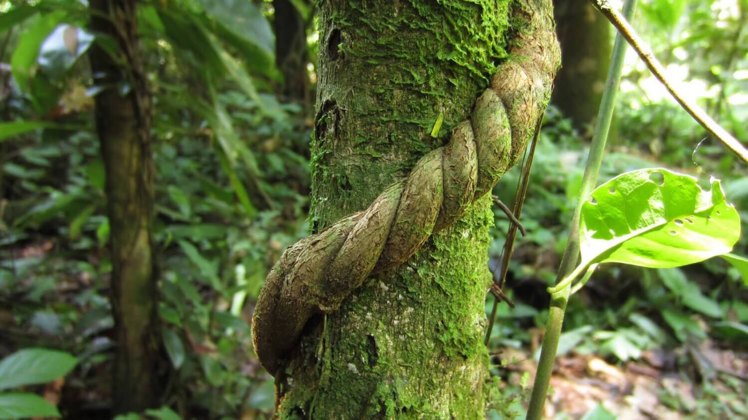 Ayahuasca